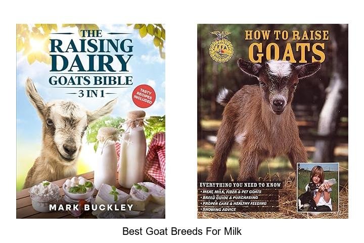 Top Goat Breeds for the Most Delicious Milk!