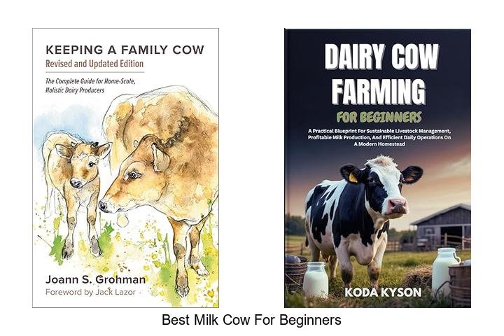 Ideal Beginner’s Milk Cow: Top Choice Revealed
