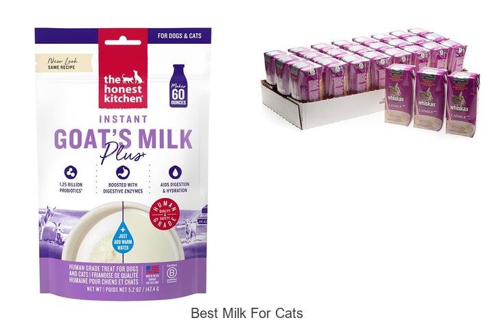 Discover the Best Milk for Cats That They’ll Love!