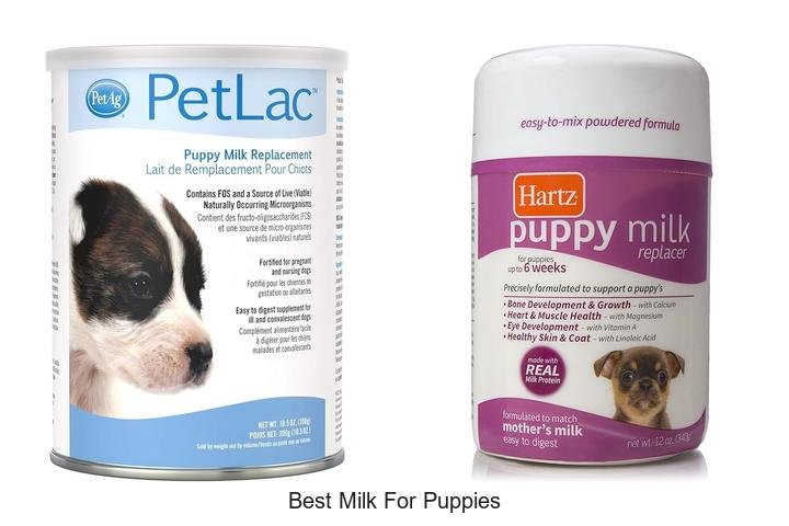 Discover the Best Milk for Puppies: Vet-Approved Choice!