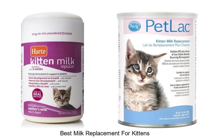 Discover the Best Milk Replacement for Kittens Now!