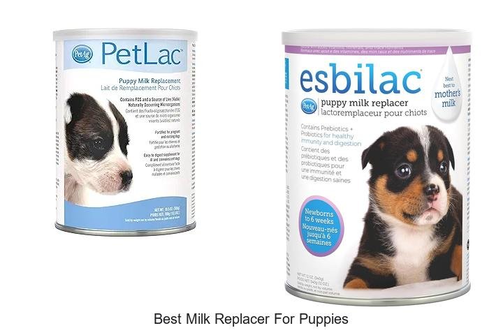Top Choice: Best Milk Replacer for Puppies Revealed