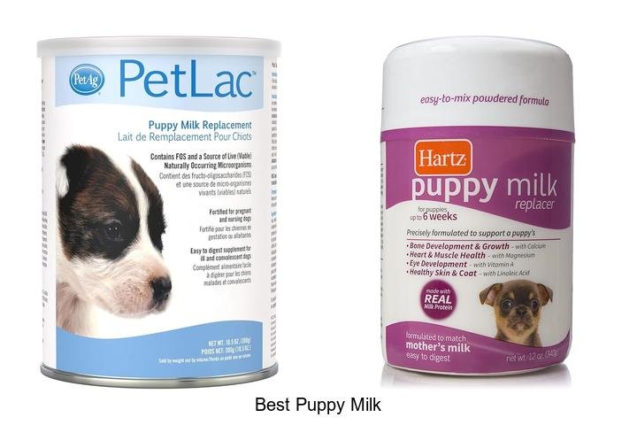 Top Secrets to Choosing the Best Puppy Milk!