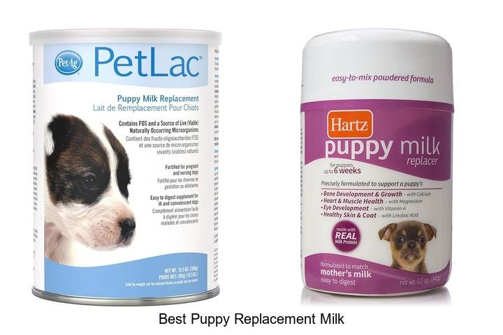 Ultimate Guide to the Best Puppy Replacement Milk!